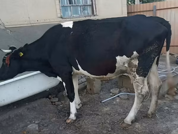Cow, Holstein breed