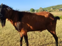 Ziege, Saanen goat — Foto 5