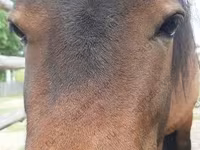 Yegua, American shetland pony — foto 1