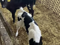Kuh, Holstein-Rasse — Foto 1