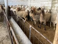 Schaf, Awassi sheep — Foto 1