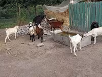 Ziegenbock, Pomellata goat — Foto 5