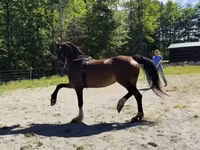 Kobyła, Dutch warmblood horse — zdjęcie 7