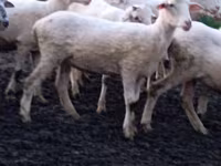 Koyun, Tsigai sheep — foto 2