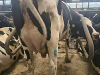 Kuh, Holstein-Rasse — Foto 2