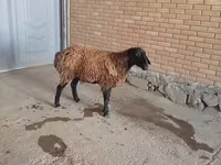 كبش, الأغنام — الصورة 3