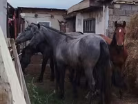 Caballo, Horse breed — foto 2