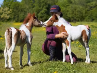حصان, American shetland pony — الصورة 1