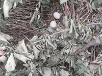 Chickens — Foto 6