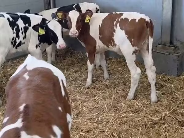 Cow, Cattle