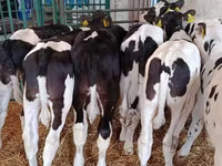 Boğa, Holstein ırkı — foto 8