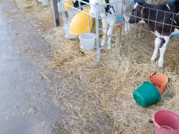 Bulle, Swiss cattle