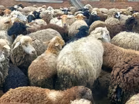 Baran, Dorset horn sheep — zdjęcie 8
