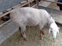 Koç, Hissar sheep — foto 3