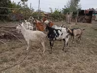 公山羊, Nubian Goat — 照片 4