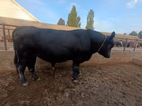 Byk, Aberdeńsko-anguska — zdjęcie 3