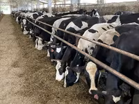 İnek, Yaroslavl cattle — foto 1