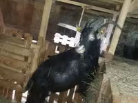 Ziege, Alpine goat — Foto 3