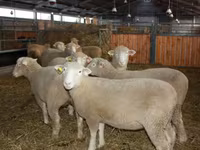 Baran, Dorset horn sheep — zdjęcie 2