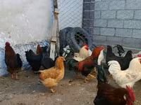 Brahma — foto 3