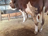 Bulle, Simmental cattle — Foto 3