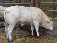 Bulle, Blonde d’Aquitane cattle — Foto 6