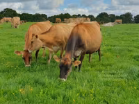 Cow, Jersey breed — photo 4