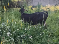 Ziege, Nubian Goat — Foto 5
