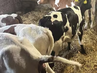 Bulle, Simmental cattle — Foto 6