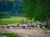 Koç, Romanov sheep — foto 4