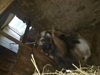 Ziege, Alpine goat — Foto 5