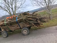 Koń, Konie — zdjęcie 1