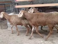 Widder, Edilbay sheep — Foto 2