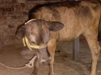 Vaca, Ukrainian Brown Dairy Cattle — foto 4