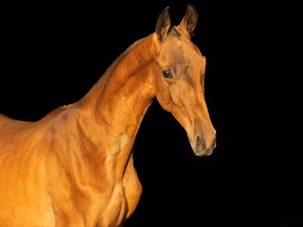 Caballo, Akhal-Teke