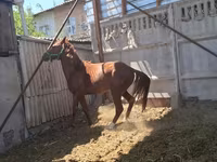 Aygır, Arabian horse — foto 1
