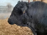 Bulle, Kaste Kuh — Foto 2