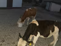 公牛, Swiss cattle — 照片 1