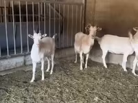 Ziege, Pomellata goat — Foto 2