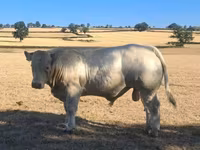 Bulle, Kaste Kuh — Foto 5