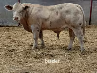 Bulle, Charolais cattle — Foto 1