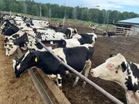 Bulle, Russian Black pied cattle — Foto 1