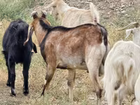 Oğlak, Nubian Goat — foto 2