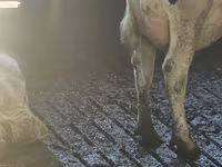 Cow, Holstein breed — photo 5