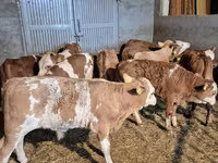 Bulle, Simmental cattle — Foto 6