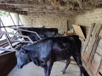Vaca, Ganado vacuno — foto 7