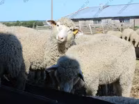 Widder, Kuibyshev sheep — Foto 1