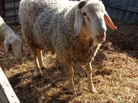 Koç, Assaf sheep — foto 1
