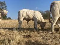 Bulle, Charolais cattle — Foto 3