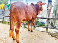 Toro, Ganado vacuno — foto 5